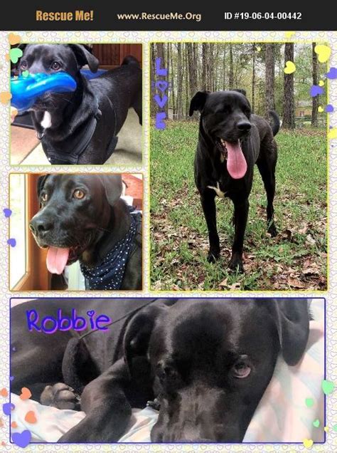 Adopt 19060400442 ~ Lab Rescue ~ Upper Black Eddy Pa