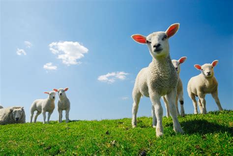 uw groene vakwinkel jaap schermer kleine herkauwers en varkens