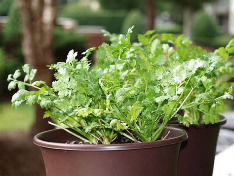 grow cilantro   pot growing coriander  containers