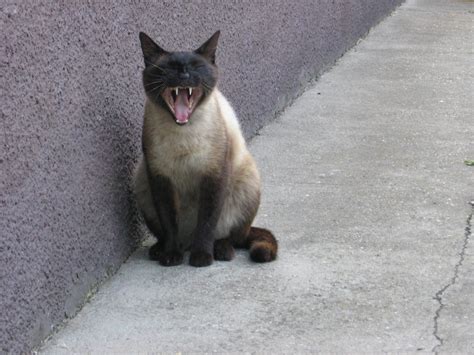 screaming cat  photo  freeimages