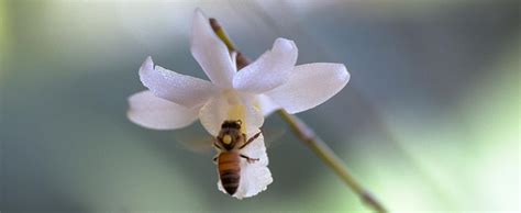 American Orchid Society Webinars