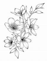 Flower Flowers Drawing Drawings Coloring Beautiful Floral Adult Pdf Pages Printable Sketches Line Book Colouring Tattoo Digital Etsy Botanicum Sold sketch template