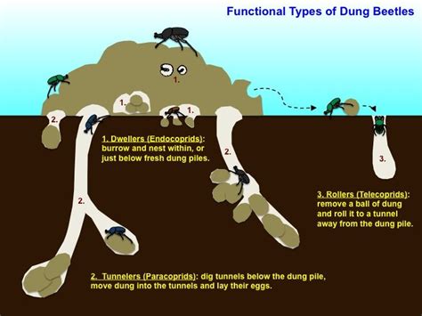 dung beetles types science literacy insect art entomology outreach