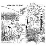 Wetland Habitats Biomes Coloring Habitat Labeled Wildlife Animals Category Water sketch template