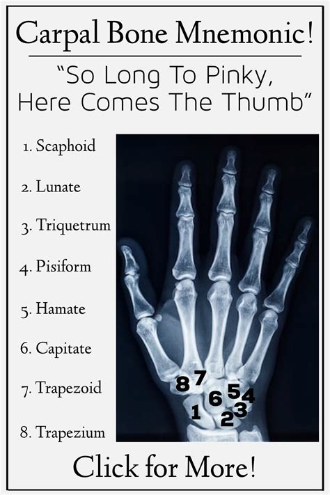 mnemonic  bones  hand
