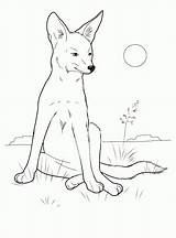 Coloring Pages Coyote Animals Wild Animal Colouring Kids Sheets sketch template