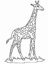 Coloring Giraffe Pages Realistic sketch template