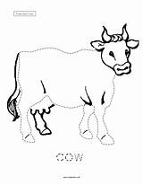 Cow Trace Worksheet Color Curated Reviewed sketch template