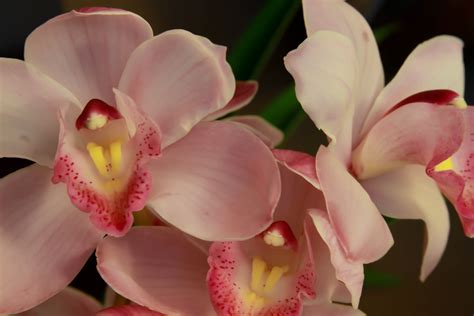 pink orchid picslearning