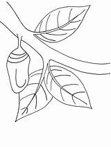 Monarch Chrysalis Butterflies Pupa Cocoon sketch template