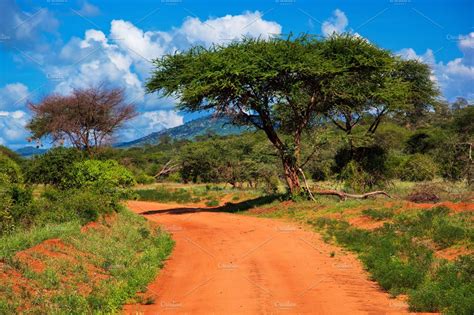 savanna landscape  kenya africa stock photo  africa  tsavo west nature stock