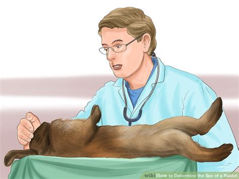 how to determine the sex of a rabbit 10 steps with pictures