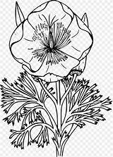 Poppy Wildflower Graphic Pixabay Pluspng sketch template