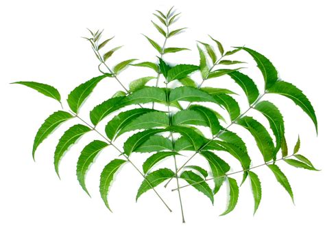 neem leaf extract