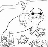 Seal Coloring Leopard Pages Snow Monk Fish Little Two Drawing Simple Getcolorings Printable Print Getdrawings sketch template