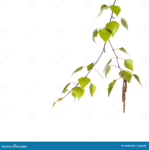 birch branch stock photo image  macro organic life
