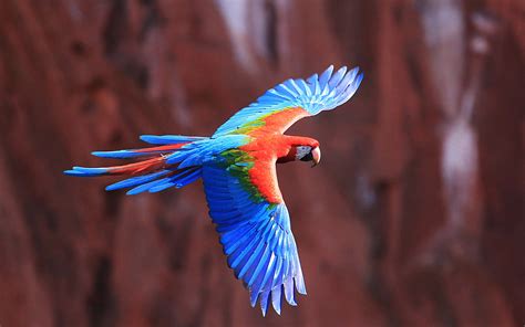 colorful birds flying   fun