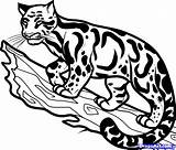 Leopard Clouded Drawing Easy Simple Coloring Clipart Cliparts Draw Drawings Step Library 06kb 1054 sketch template