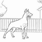 Doberman Coloring Pinscher Dog Pages Dogs Designlooter Da Drawings Cute Drawing Breeds Adults 37kb 236px Choose Board sketch template