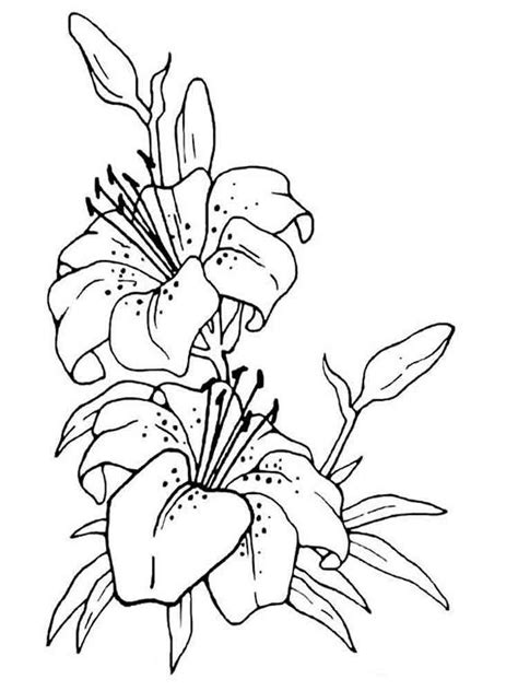 coloring page   lily flower  file svg png dxf eps