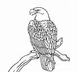 Aquila Colorare Aguila Disegno Rama águila Aguilas Acolore Ramo Pintar Cdn3 Uccelli sketch template