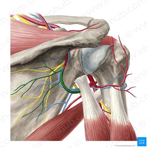 anatomical spaces   pectoral region anatomy kenhub