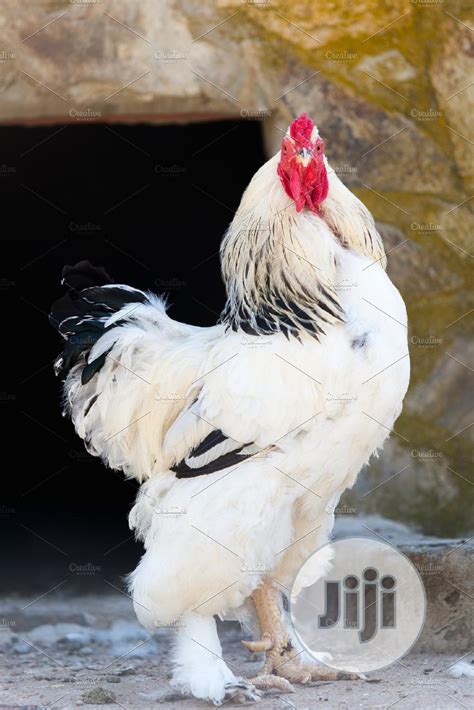 archive  weeks    brahma chickens  zaria livestock poultry ephraim  jijing