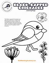 Chickadee Capped Birdwatchingacademy sketch template