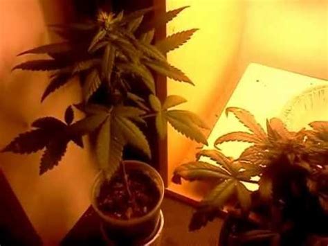 mini marijuana grow harvest  youtube