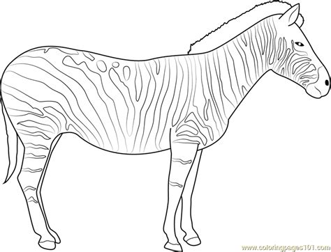zebra coloring page  kids  zebra printable coloring pages