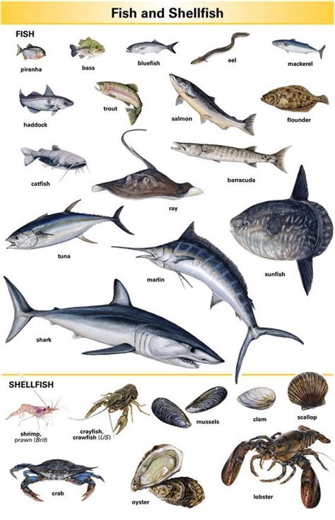 fish  shellfish types wwwanatomynotecom english vocabulary