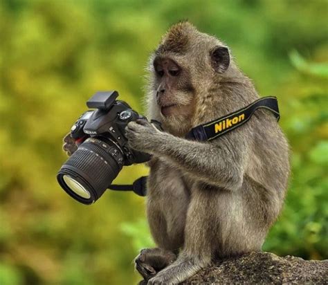 animal photographers      world