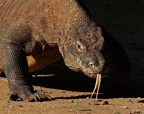 dragonul de komodo varanus komodoensis cea mai mare soparla din lume