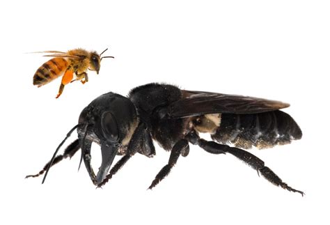 worlds largest bee rediscovered   years