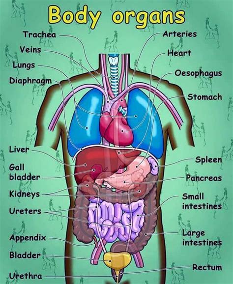 english vocabulary parts   body  face internal organs
