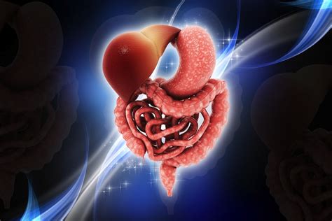 11 surprising facts about the digestive system live science