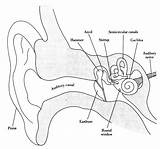 Ear Diagram Human Structure Label Parts Anatomy Labeled Drawing Ears Draw Unlabeled Structures Senses Labels Inner Brainly Eye Science Hearing sketch template