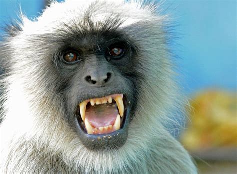 angry monkey  tiere