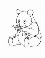 Panda Coloring Pages Bear Kids Baby Cute Animal Pandas Color Para Dibujos sketch template