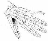 Hand Skeleton Drawing Hands Bone Skull Finger Painting Easy Artists Anatomy Proportions Drawings Make Line Body Human Draw Bones Sketch sketch template