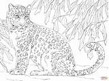 Coloring Leopard Pages Amur Drawing Printable Baby Line Snow Leopards Color Kids Print Click Getcolorings Face Drawings Animals sketch template