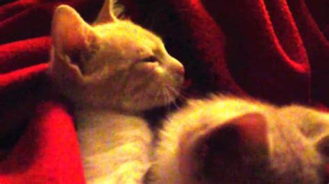 cute kittens purring and meowing youtube