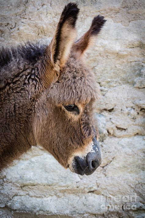 donkey photograph  andrea incerti fine art america