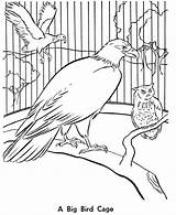 Cage Aviary Mewarna Burung Clip Parrot Template Cepat Perolehi Turun Bermanfaat Muat Bermacam Mcguire Lizzie Coloringhome sketch template