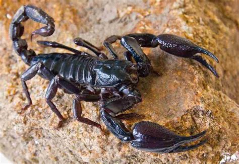 gli scorpioni presenti  italia quali sono  piu pericolosi
