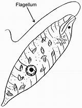 Coloring Paramecium Euglena Template sketch template