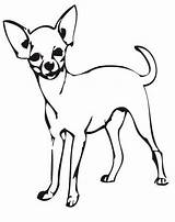 Chihuahua Cani Cane Hunde Animali Colorear Perro Chiwawa Stampare Ausmalen Disegnare Clipartmag Malvorlage Salvato Kategorien Xyz sketch template