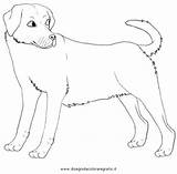 Hunde Malvorlage Disegno Colorare Cani Ausmalen sketch template