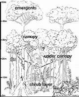 Drawing Rainforest Canopy Tropical Forest Ecosystem Amazon Labels Trees Jungle Draw Plants Tree Drawings Coloring Sketch Getdrawings Animals Kids Outline sketch template