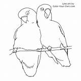 Coloring Birds Lovebird Pages Color Bird Lovebirds Drawing Printable Drawings Sheets Sheet Own Adult Designlooter Line Print Baby Index Animal sketch template